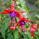 Hardy Fuchsia Fuchsia magellanica 10 Seeds Hardy Fuchsia Fuchsia magellanica 10 Seeds