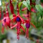 Hardy Fuchsia Fuchsia magellanica 10 Seeds