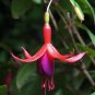 Hardy Fuchsia Fuchsia magellanica 10 Seeds