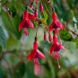 Hardy Fuchsia Fuchsia magellanica 10 Seeds