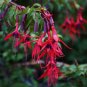Hardy Fuchsia Fuchsia magellanica 10 Seeds
