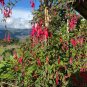 Hardy Fuchsia Fuchsia magellanica 10 Seeds