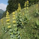 Great Yellow Gentian 100 Seeds Gentiana lutea Great Yellow Gentian 100 Seeds Gentiana lutea