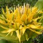 Great Yellow Gentian 100 Seeds Gentiana lutea