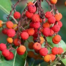 Pacific Madrone Strawberry Tree Arbutus menziesii 100 Seeds