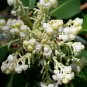 Pacific Madrone Strawberry Tree Arbutus menziesii 100 Seeds
