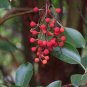 Pacific Madrone Strawberry Tree Arbutus menziesii 100 Seeds