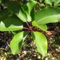 Pacific Madrone Strawberry Tree Arbutus menziesii 100 Seeds