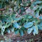 Pacific Madrone Strawberry Tree Arbutus menziesii 100 Seeds
