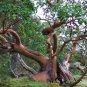 Pacific Madrone Strawberry Tree Arbutus menziesii 100 Seeds