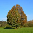 European Hornbeam Carpinus betulus 200 Seeds
