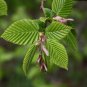 European Hornbeam Carpinus betulus 200 Seeds