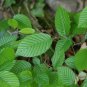 European Hornbeam Carpinus betulus 200 Seeds