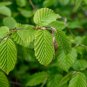 European Hornbeam Carpinus betulus 200 Seeds