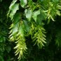 European Hornbeam Carpinus betulus 200 Seeds