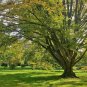 European Hornbeam Carpinus betulus 200 Seeds