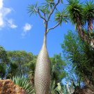 Madagascar Palm  Pachypodium lamerei  10 Seeds