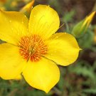 Lindley’s Blazing Star Mentzelia lindleyi 100 Seeds