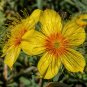 Lindley&acirc;��s Blazing Star Mentzelia lindleyi 100 Seeds