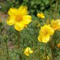 Lindley&acirc;��s Blazing Star Mentzelia lindleyi 100 Seeds