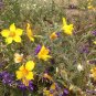 Lindley&acirc;��s Blazing Star Mentzelia lindleyi 100 Seeds