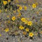 Lindley&acirc;��s Blazing Star Mentzelia lindleyi 100 Seeds