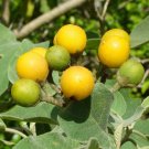 Potato Tree  100 Seeds  Solanum erianthum