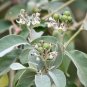 Potato Tree 100 Seeds Solanum erianthum