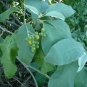 Potato Tree 100 Seeds Solanum erianthum