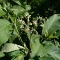 Potato Tree 100 Seeds Solanum erianthum