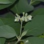 Potato Tree 100 Seeds Solanum erianthum