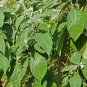 Potato Tree 100 Seeds Solanum erianthum