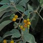 Potato Tree 100 Seeds Solanum erianthum