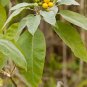 Potato Tree 100 Seeds Solanum erianthum