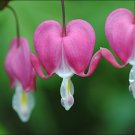 Bleeding Heart Dicentra spectabilis 20 Seeds