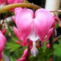 Bleeding Heart Dicentra spectabilis 20 Seeds
