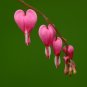 Bleeding Heart Dicentra spectabilis 20 Seeds