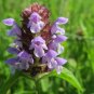 Self-Heal  Prunella vulgaris  2000 Seeds