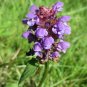 Self-Heal  Prunella vulgaris  2000 Seeds