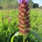 Self-Heal  Prunella vulgaris  2000 Seeds