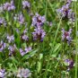 Self-Heal  Prunella vulgaris  2000 Seeds