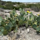 Texas Prickly Pear Opuntia engelmannii 25 Seeds