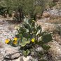 Texas Prickly Pear Opuntia engelmannii 25 Seeds