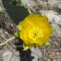Texas Prickly Pear Opuntia engelmannii 25 Seeds
