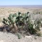 Texas Prickly Pear Opuntia engelmannii 25 Seeds