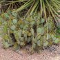 Texas Prickly Pear Opuntia engelmannii 25 Seeds