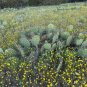 Texas Prickly Pear Opuntia engelmannii 25 Seeds