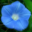 Ivy Leaf Morning Glory Ipomoea hederacea 20 Seeds Ivy Leaf Morning Glory Ipomoea hederacea 20 Seeds
