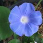 Ivy Leaf Morning Glory Ipomoea hederacea 20 Seeds