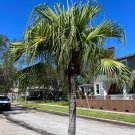 Chinese Fan Palm Livistona chinensis 10 Seeds Chinese Fan Palm Livistona chinensis 10 Seeds